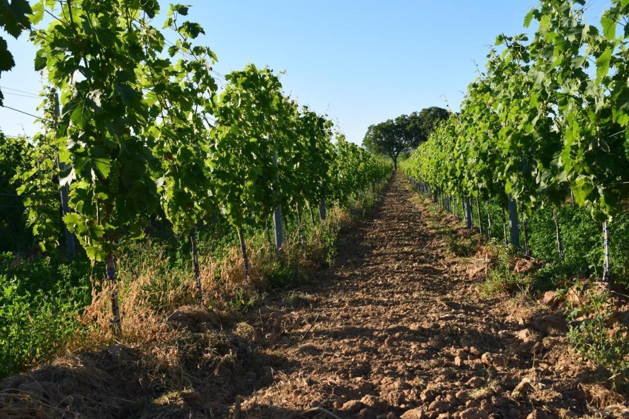 Ferienhaus & Weingut Am Steingebiss Billigheim-Ingenheim エクステリア 写真