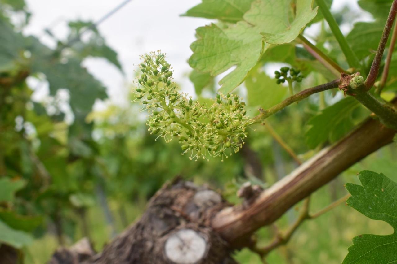 Ferienhaus & Weingut Am Steingebiss Billigheim-Ingenheim エクステリア 写真