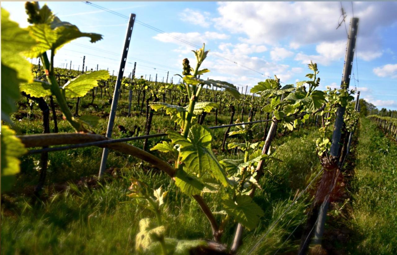 Ferienhaus & Weingut Am Steingebiss Billigheim-Ingenheim エクステリア 写真